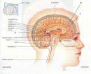 El olfato y el cerebro
